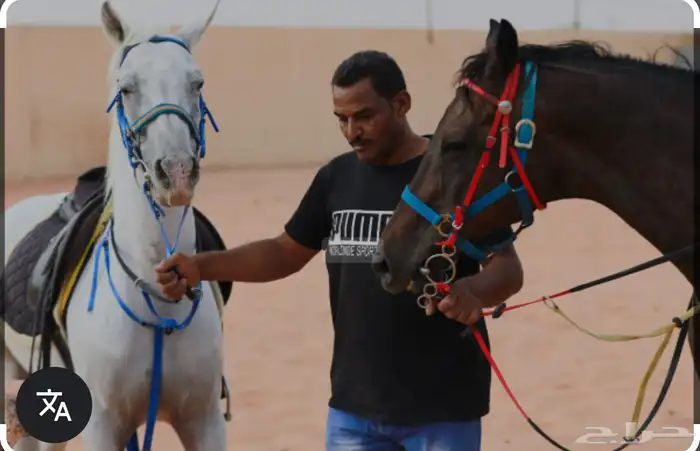 مطلوب مدرب خيل سايس سوداني تشادي او صومالي او اثيبوبي فقط 0