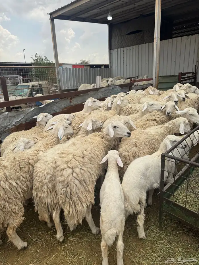 حريات حرش بنات بعض 28 راس تحتها 7 0