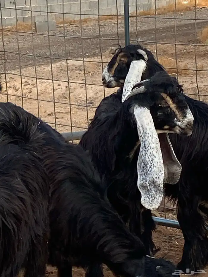 معزا عوارض صنف حو و عطر (تممم البيع) 5