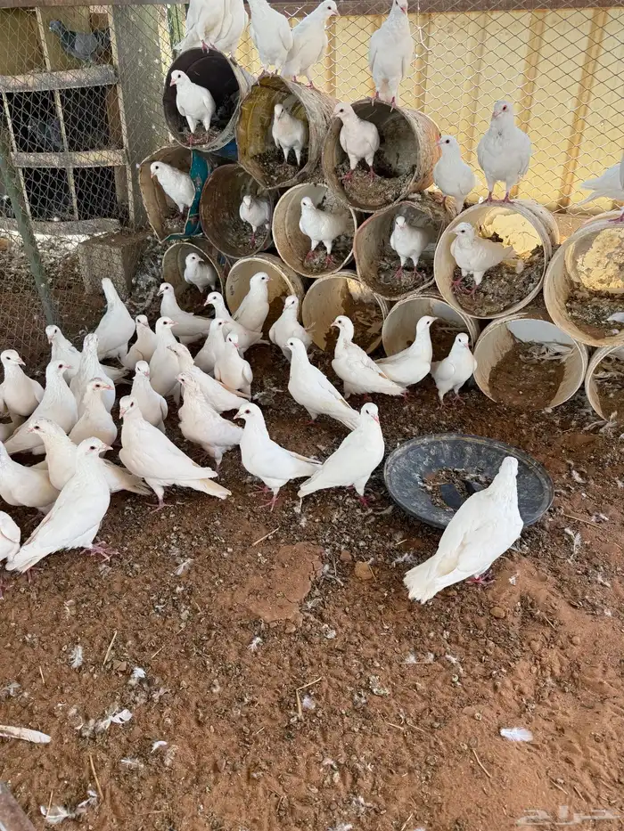 حمام فرنسي 0