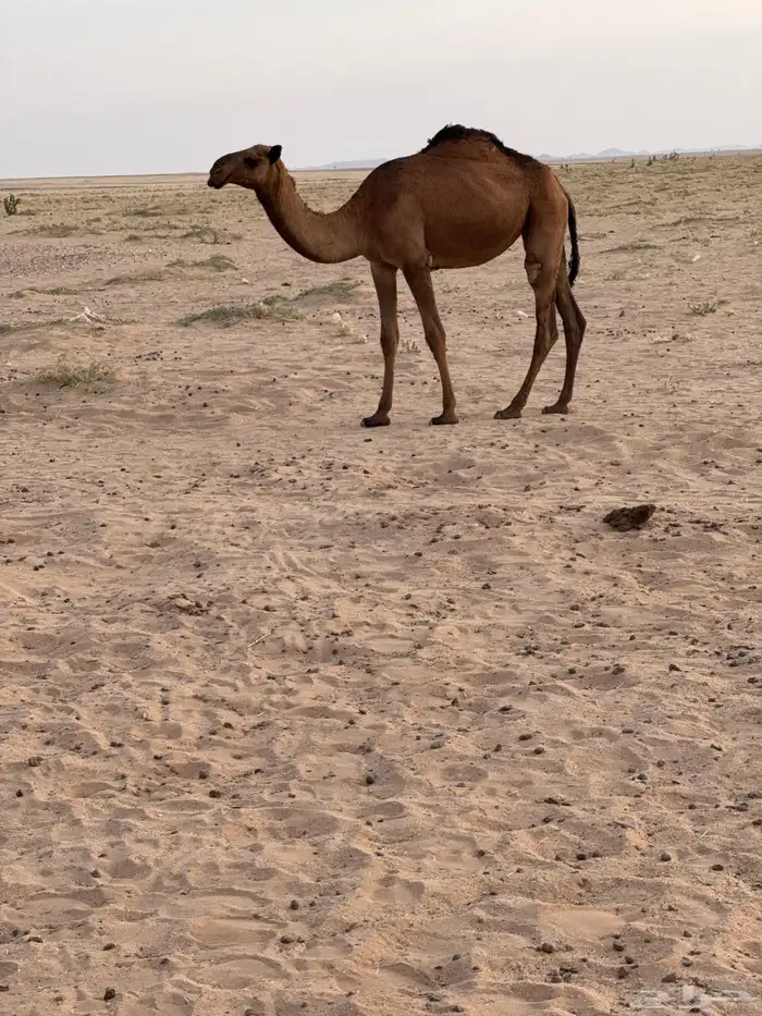 بكره عمرها سنه ونص 1