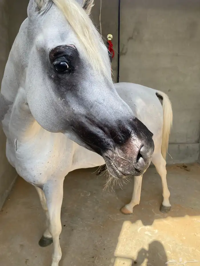 حلاقه الخيل 0