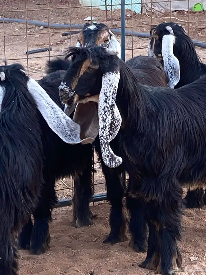 معزا عوارض صنف حو و عطر (تممم البيع) 11