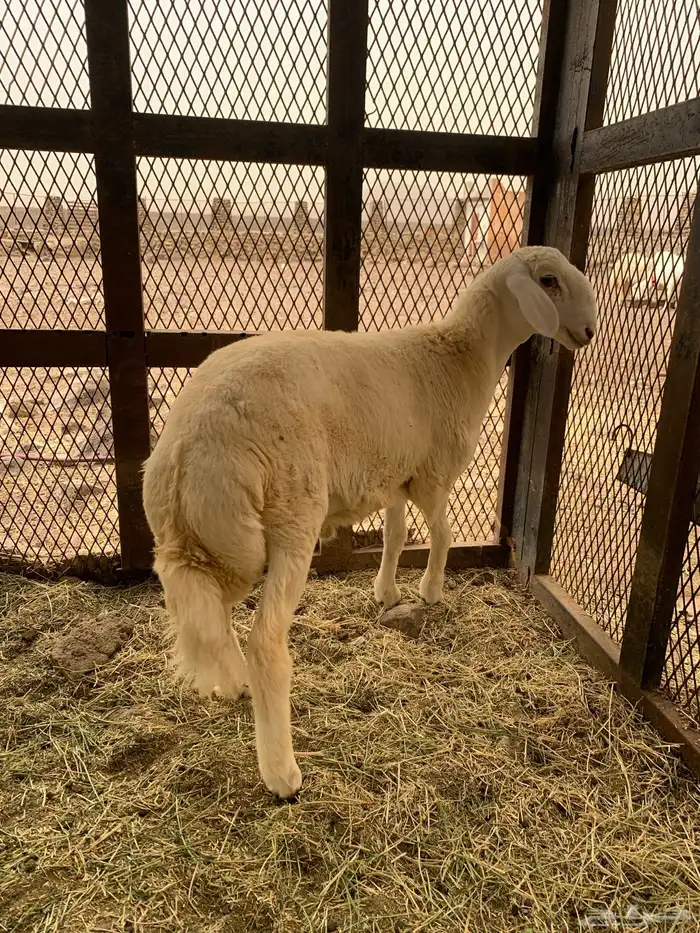 مشروع فحل 0