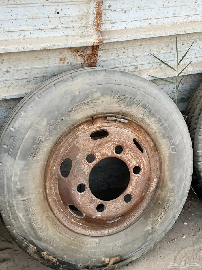 جنوط دينا ستة بلوط وخمس بلوط 3