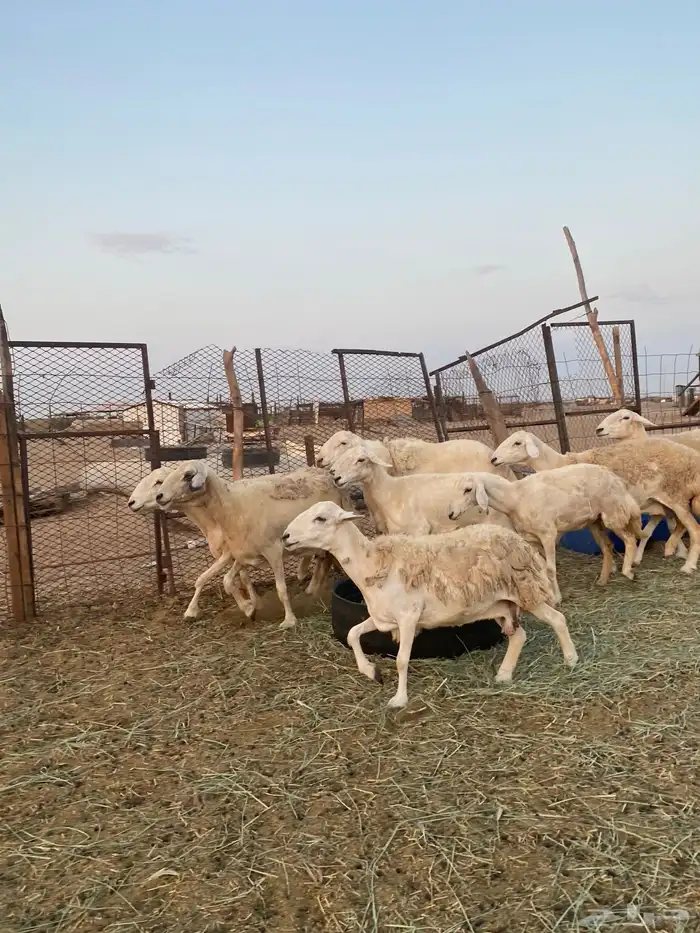 للبيع ضان حريه صنف الصنف بالفحل مضاريع ودفيع 20
