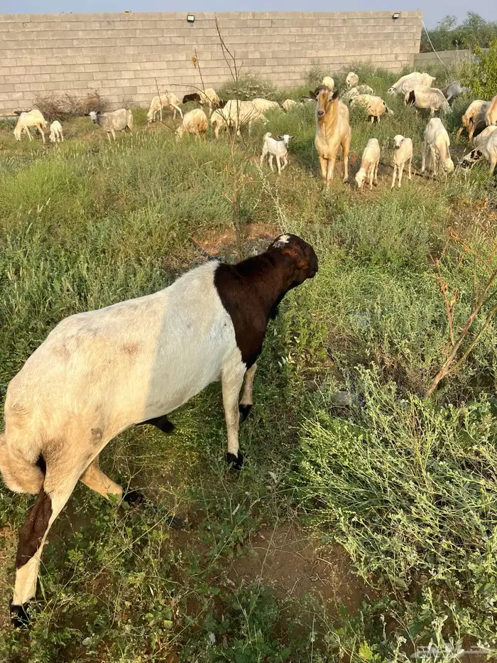 خروف فحل مد وجرم وشرط للبيع ع السوم 5