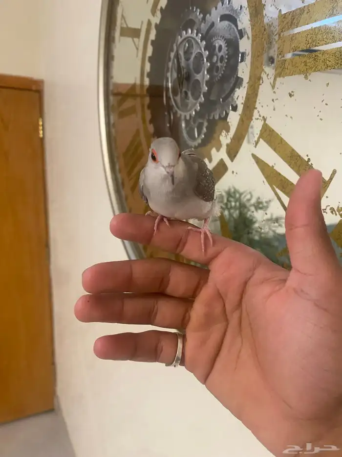 زوج يمام الماسي اليف جدا 4