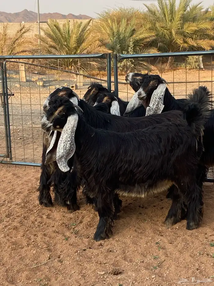 معزا عوارض صنف حو و عطر (تممم البيع) 19