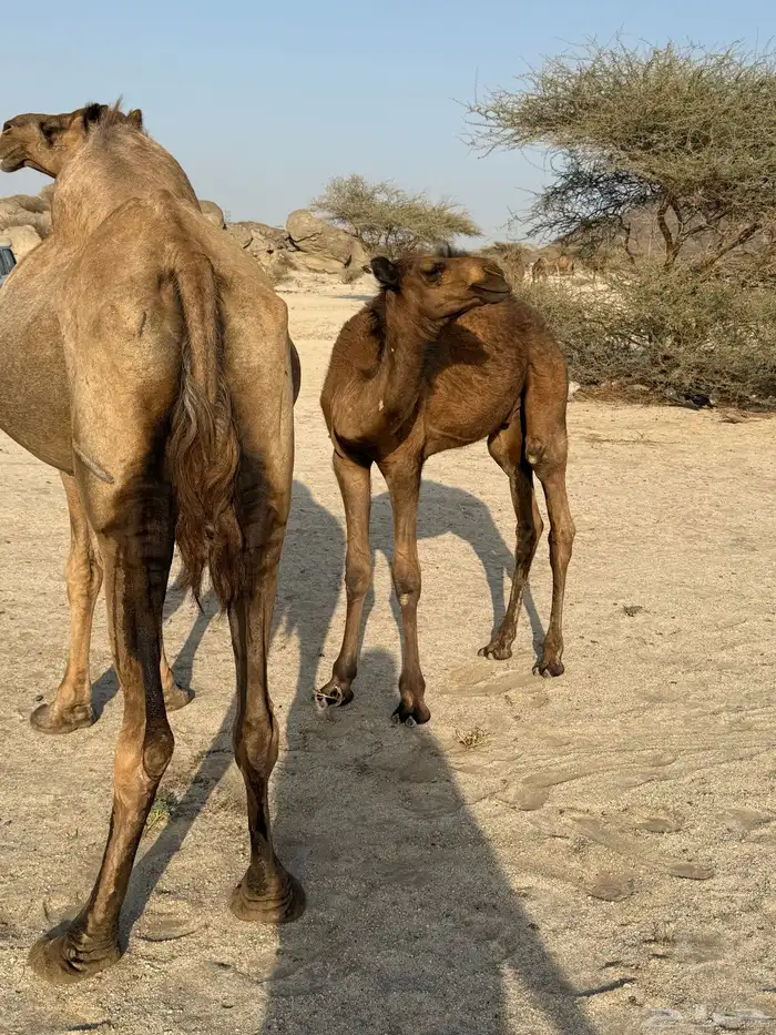 نياق العدد ثنتين 1