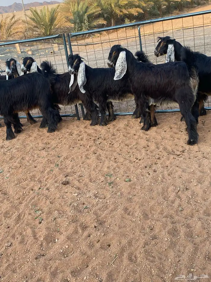 معزا عوارض صنف حو و عطر (تممم البيع) 7