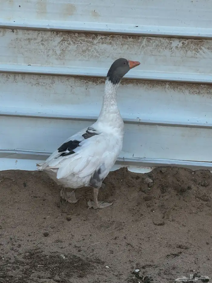 وزه للبيع 1