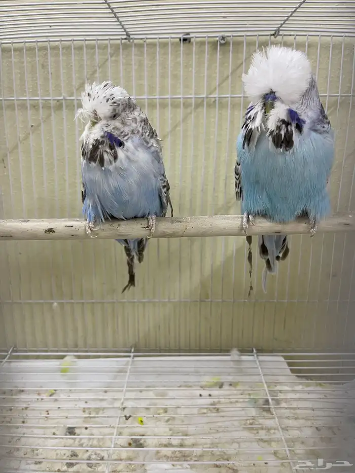 اجوز بادجي انجليزي استاندر عدد40 طير للبيع 1