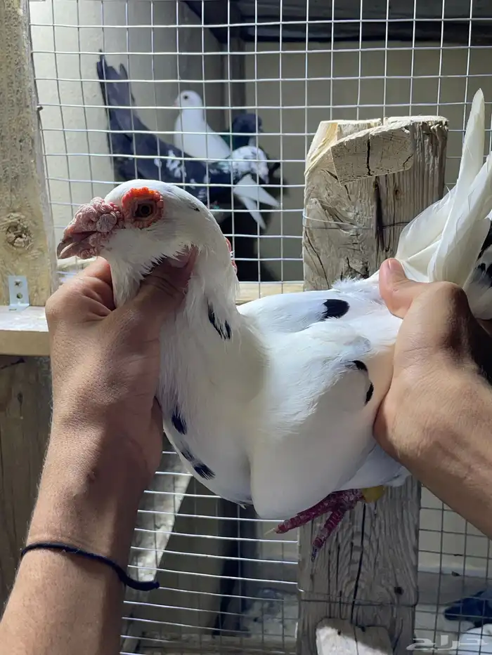 جوز بغدادي 4