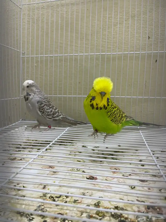 اجوز بادجي انجليزي استاندر عدد40 طير للبيع 10