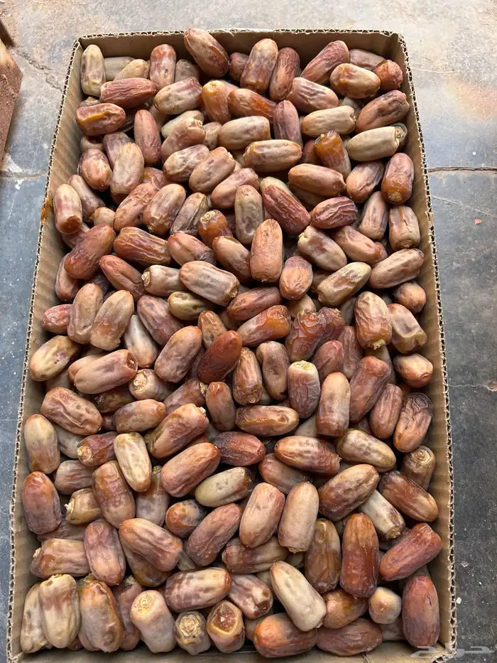 متلبن ( لبانه ) من تمور الصلحانيه 3