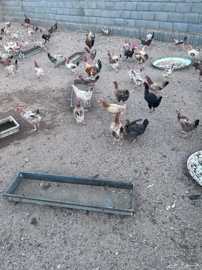 دجاج فياض صحة شرط عدد حول الثلاثين الموقع الجمش 1