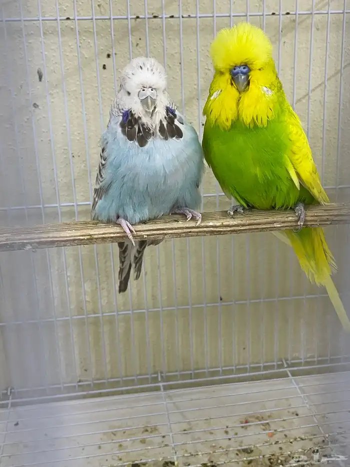 اجوز بادجي انجليزي استاندر عدد40 طير للبيع 3