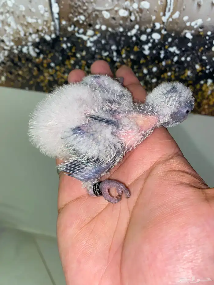 فروخ كويكر ( تم البيع ) 3