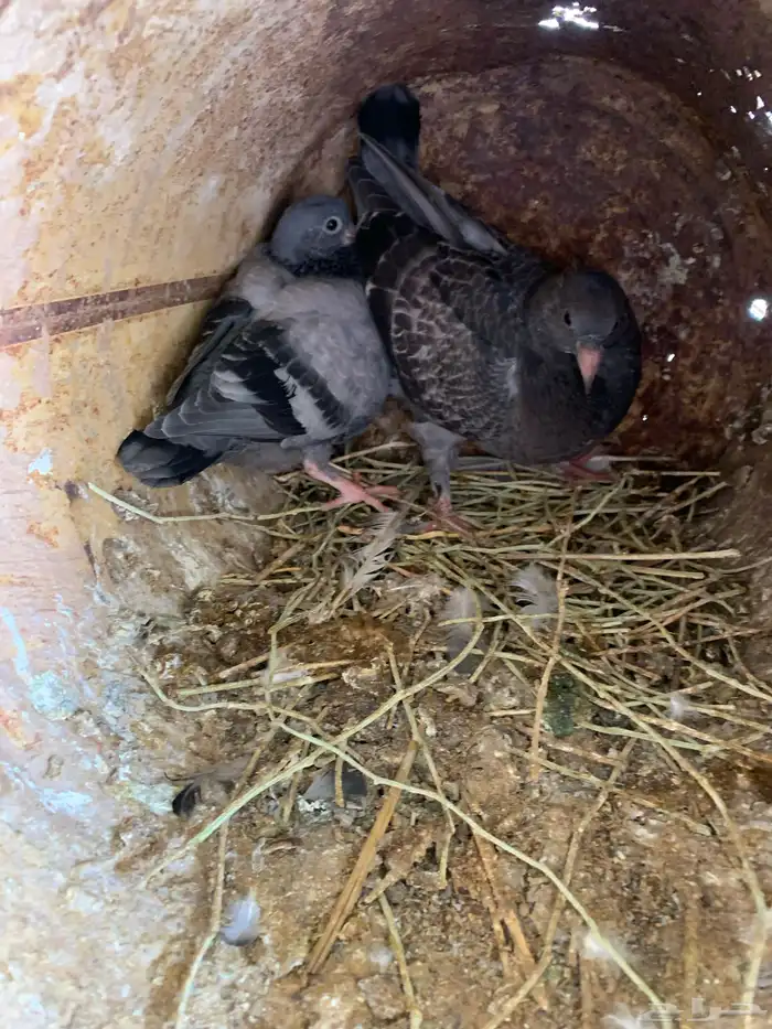 زعاليل للبيع 1