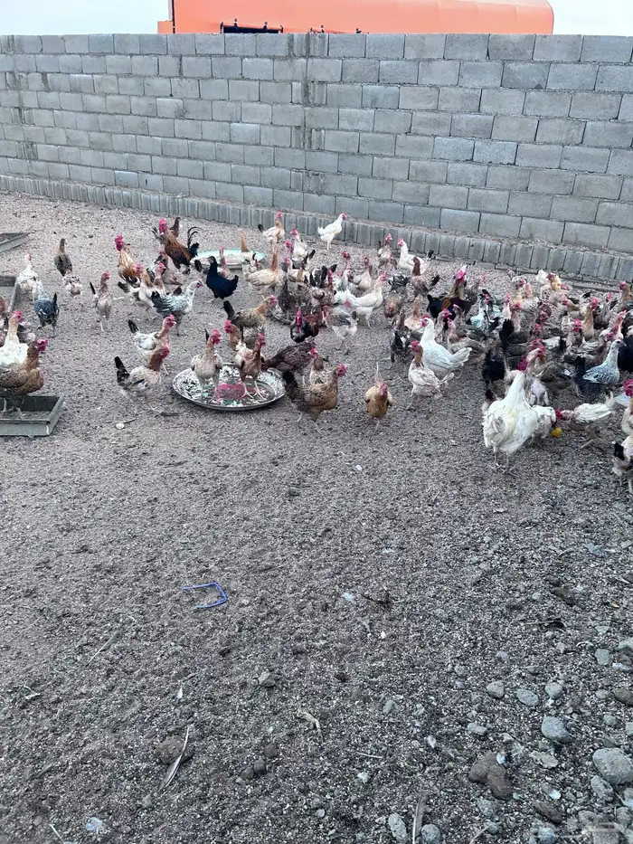 دجاج فياض صحة شرط عدد حول الثلاثين الموقع الجمش 8