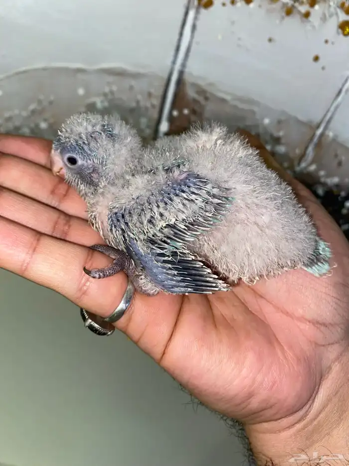 فروخ كويكر ( تم البيع ) 7