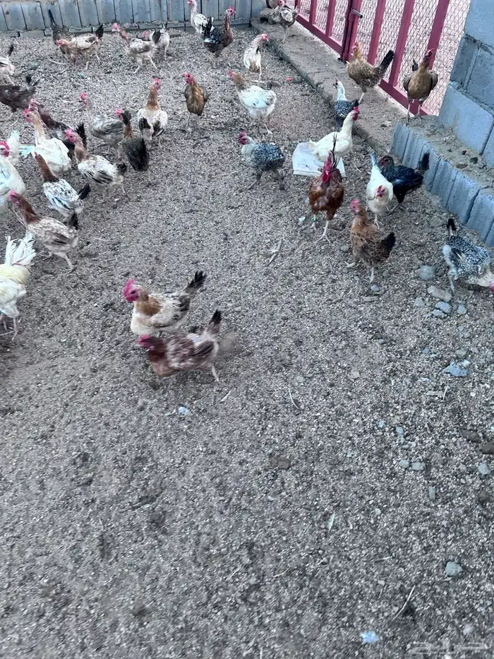دجاج فياض صحة شرط عدد حول الثلاثين الموقع الجمش 0