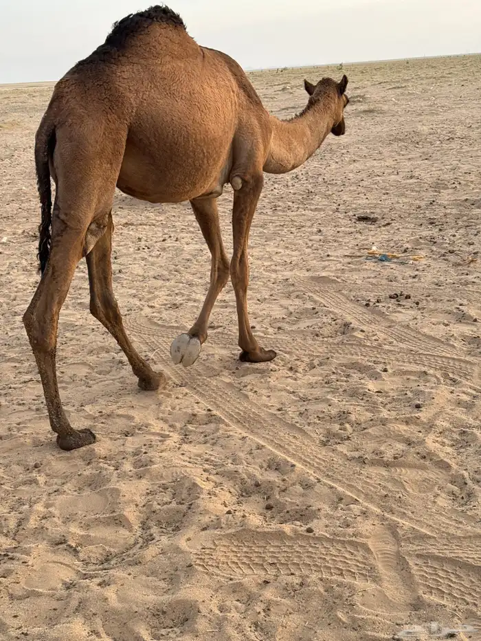 بكره عمرها سنه ونص 0