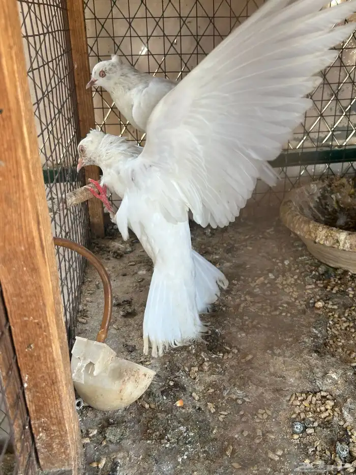 حمام هاي فلر 0