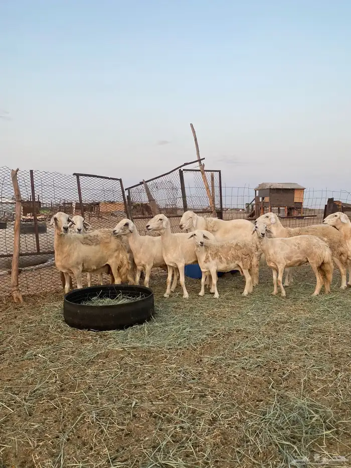 للبيع ضان حريه صنف الصنف بالفحل مضاريع ودفيع 22