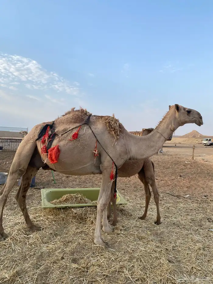 ناقه خلفه داخل عشار للبيع 0