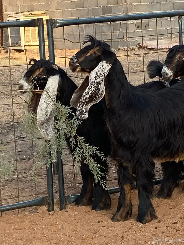 معزا عوارض صنف حو و عطر (تممم البيع) 15