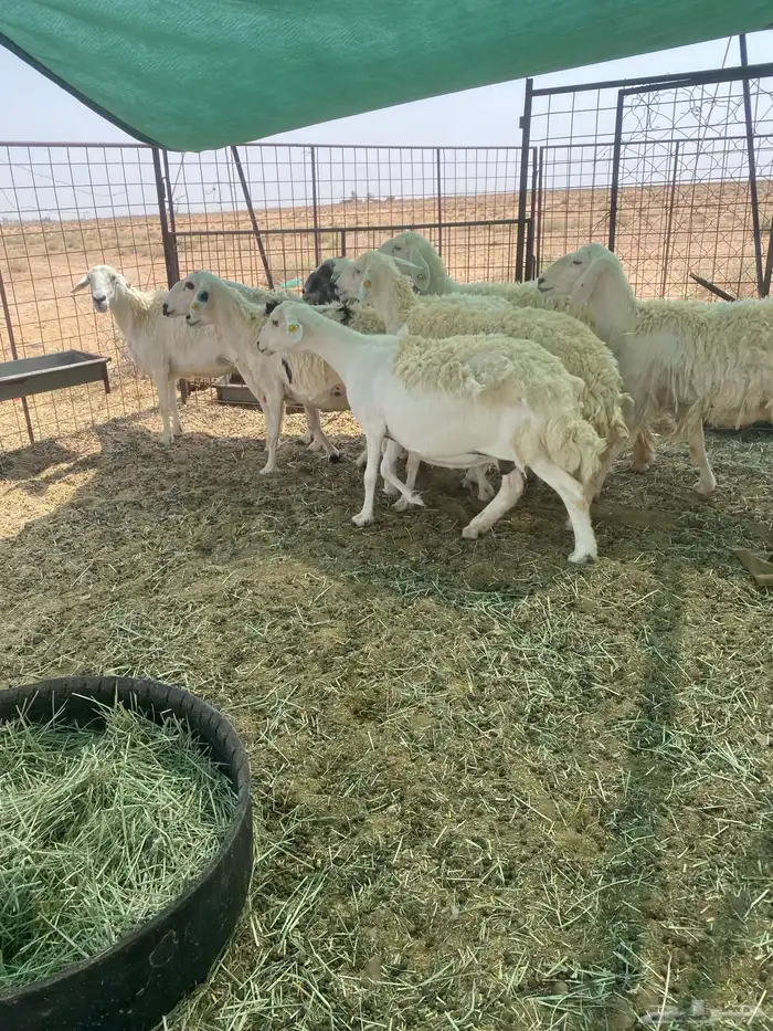 شياه حريات مراح واحد دفيع 0