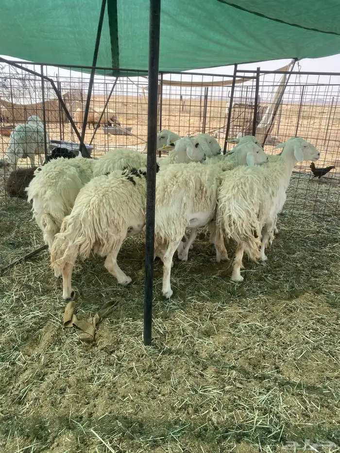 شياه حريات مراح واحد دفيع 1