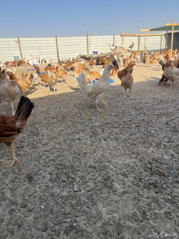 دجاج بلدي 1