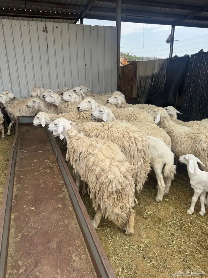 حريات حرش بنات بعض 28 راس تحتها 7 10