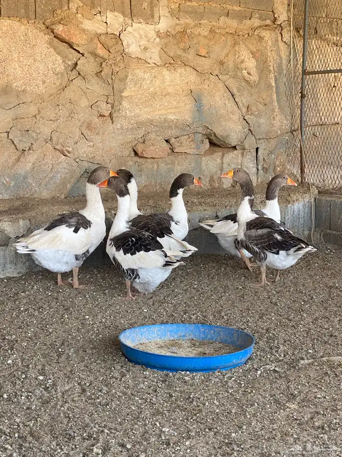 اعرض لكم وز بلدي مضمون 2