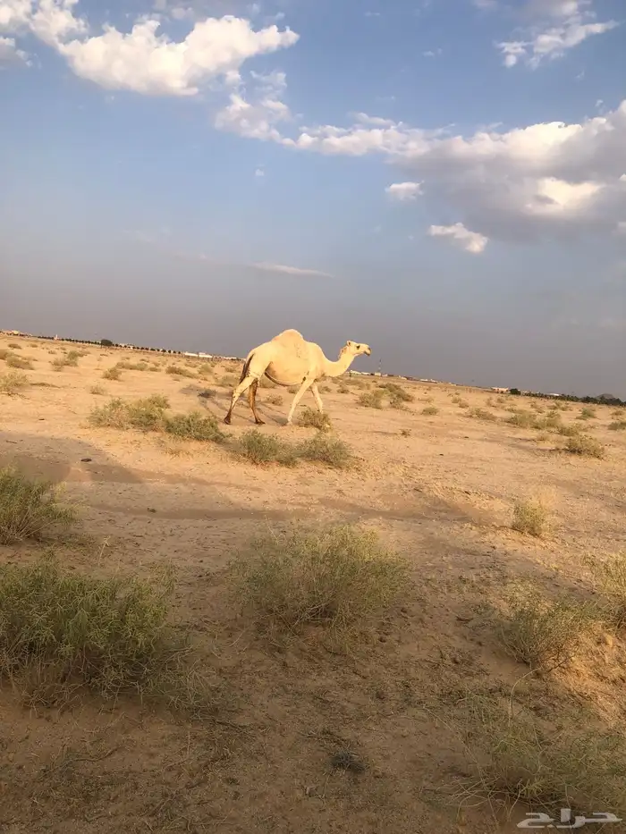 لقحه سنها شاق 2
