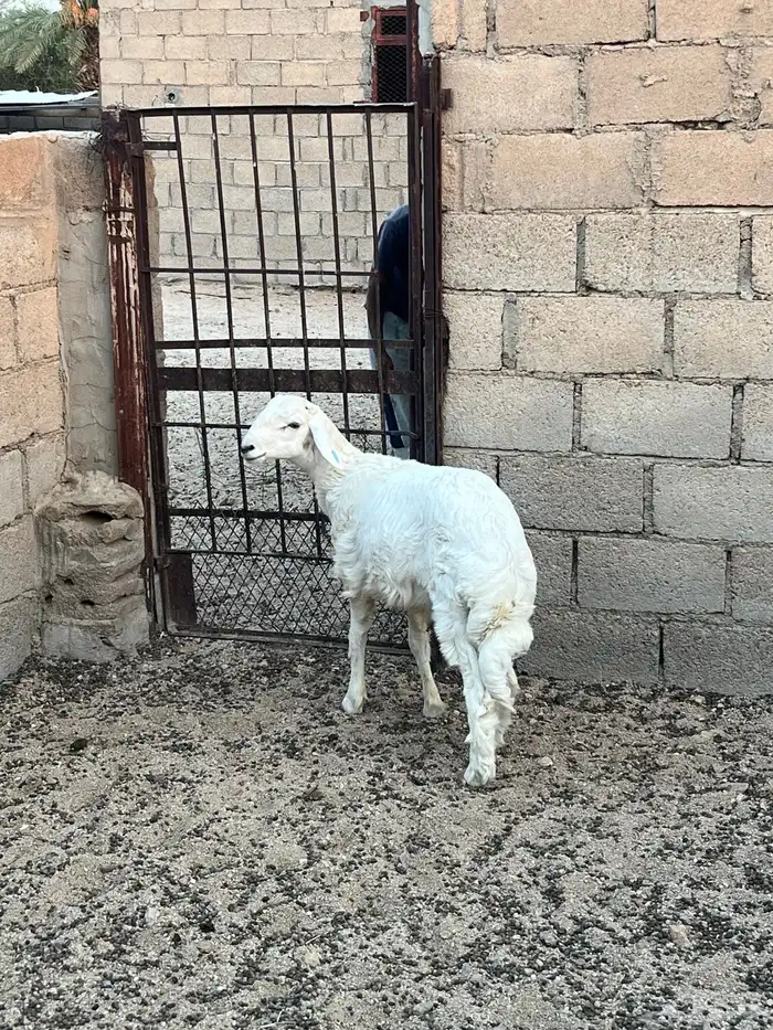 طلي عمره تقريبا 5 شهور ونص. 2