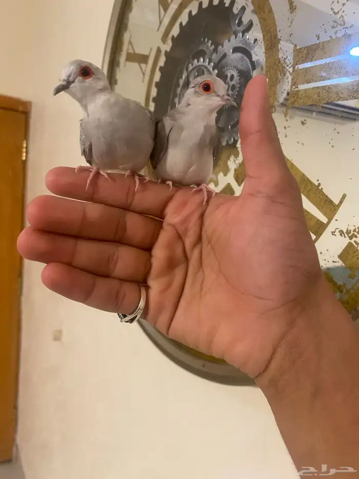 زوج يمام الماسي اليف جدا 1