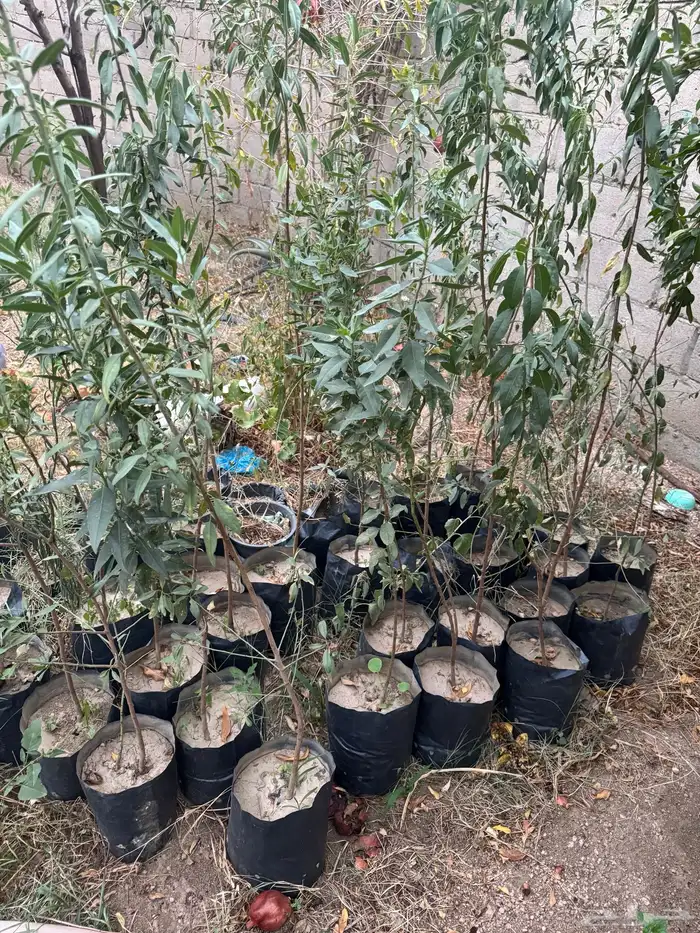 شتلات لوز عدد 60 شتله 1