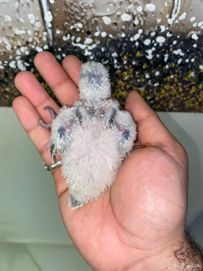 فروخ كويكر ( تم البيع ) 2