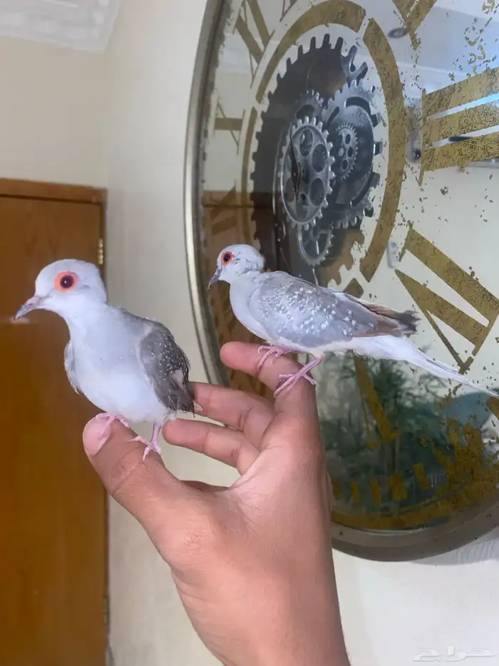 زوج يمام الماسي اليف جدا 14