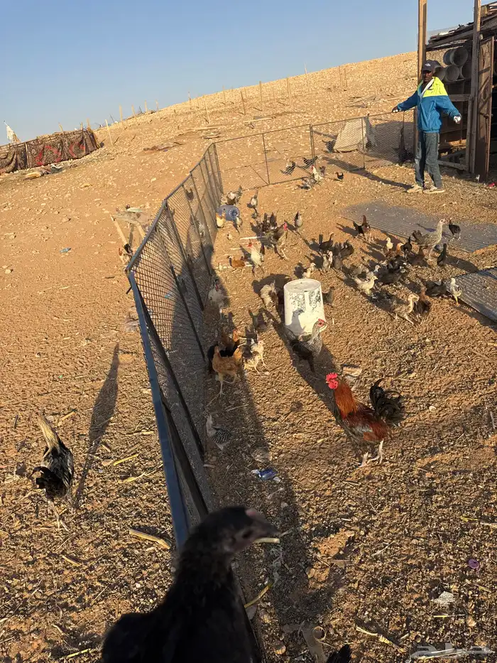 صيصان احجام على السوم 0