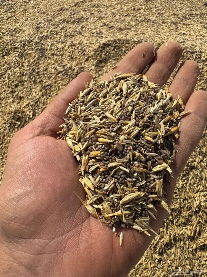 بذر شعير وطني من انتاج المزرعة 2