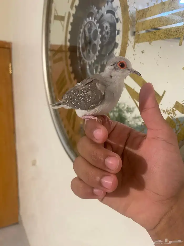زوج يمام الماسي اليف جدا 6