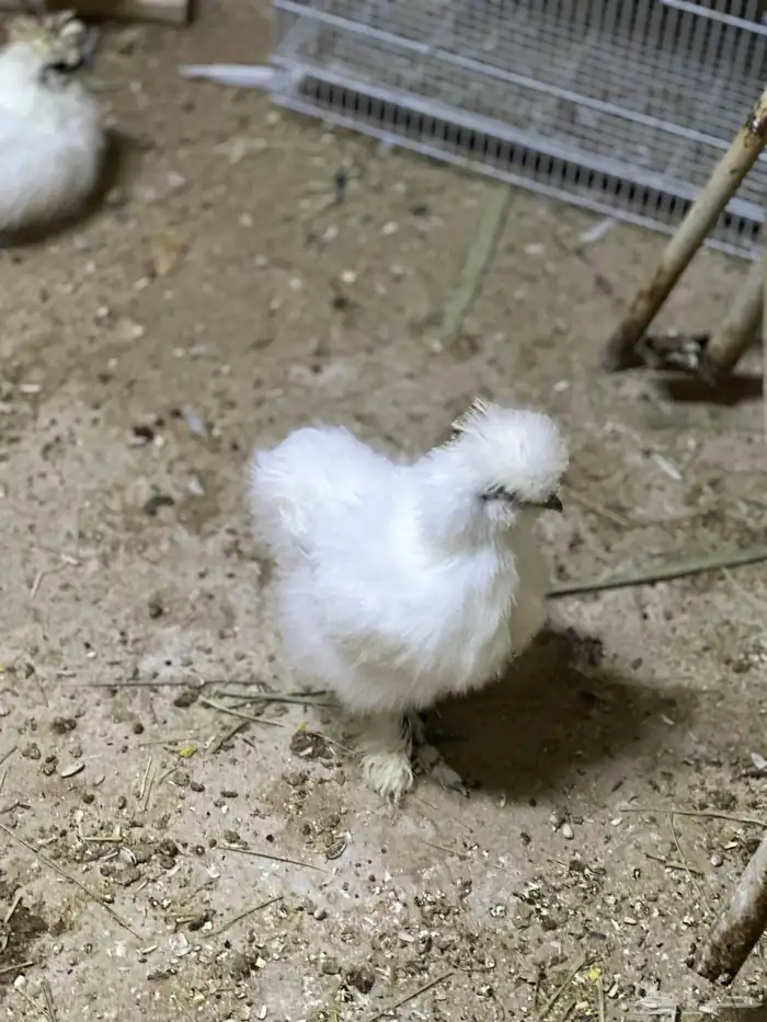 للبيع دجاج قطني او سلكي مستوي ونظافه 9