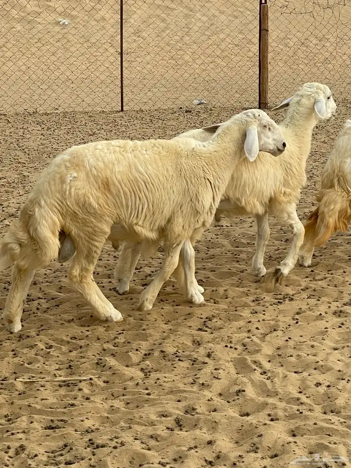 طلياان شحم ولحمم وطرف 2