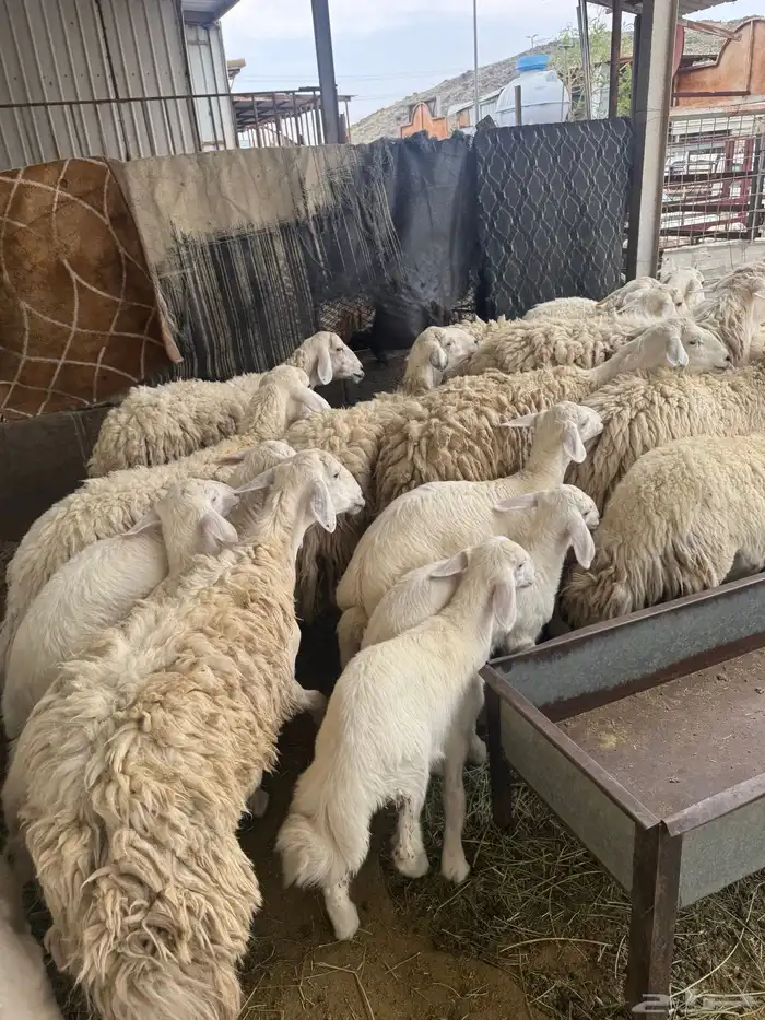 حريات حرش بنات بعض 28 راس تحتها 7 5