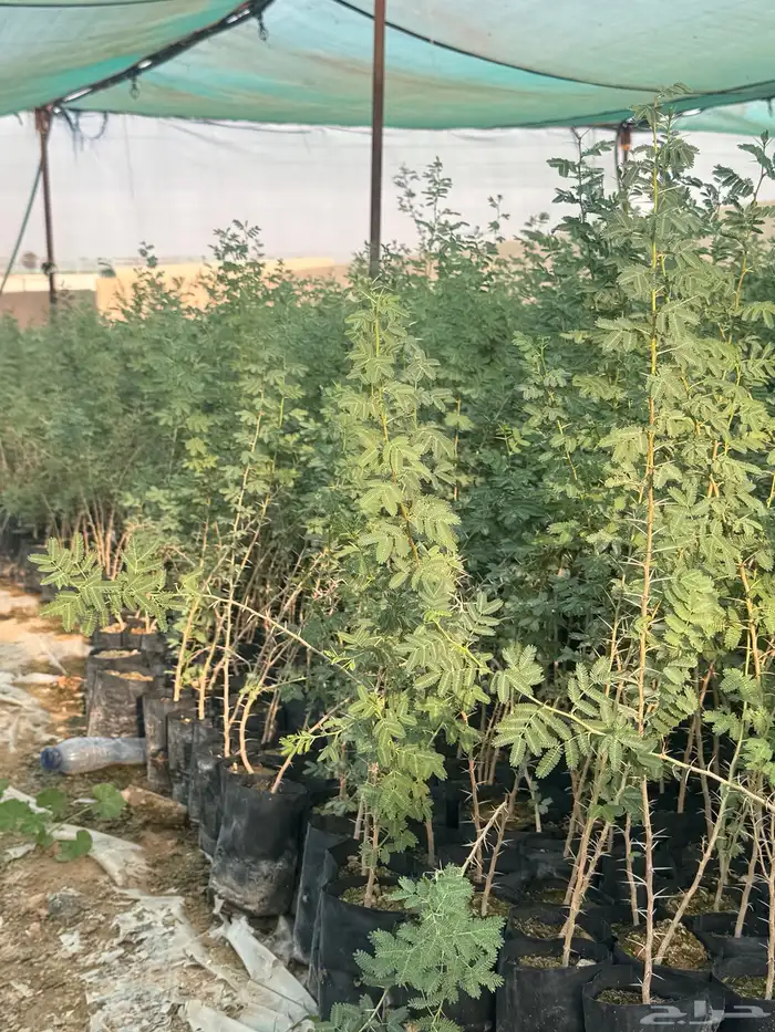 بيع طلح نجدي 0